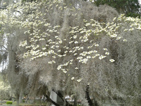 Dogwood tree in bloom draped in Spanish Moss